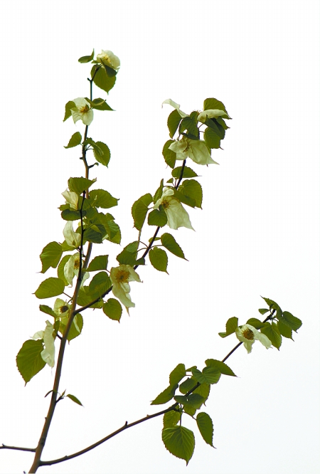 ֣ݵĵҩչĻֲ֣԰ͻ