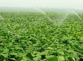 襄城县:现代烟草生产独领风骚扛大旗