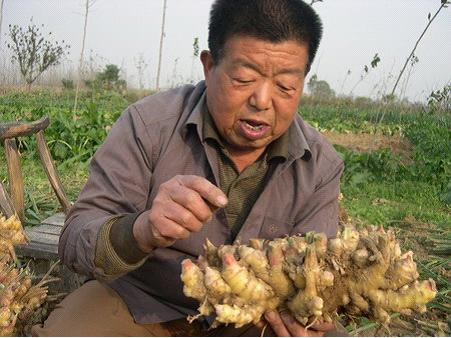 张良姜亩产4200公斤创历史新高