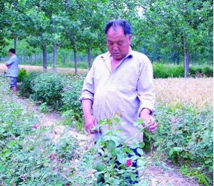 玫瑰价格反复无常花农抱怨遭“暗算”