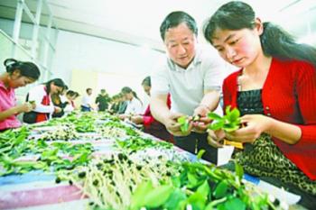 河南省油茶主产区商城县打造油茶良种繁育基地