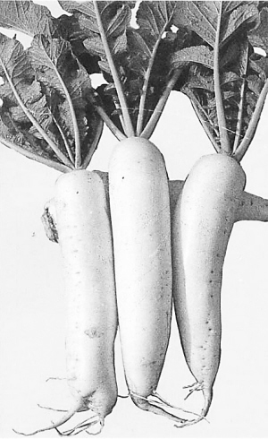 洛阳水席:汤汤水水里的 唐风古韵(4)