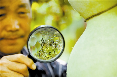 父子种葫芦 烙画招“福禄”