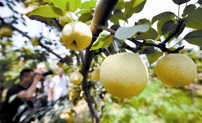 Ͻطչ۹ũҵ조彭ϡ