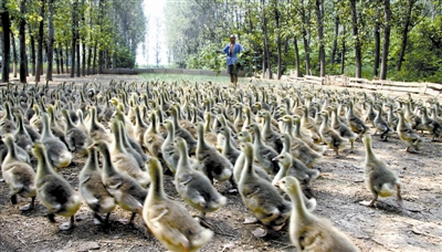 Ͻطչ۹ũҵ조彭ϡ