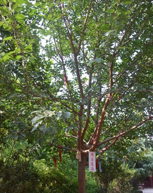 ̽ʳǡϵ֮ ǣ£ο ɣ