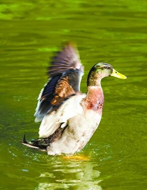 ӶʮĽ֮ 3000ǰӭʽ(ͼ)