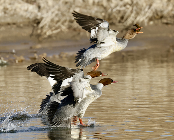 ����Ͽ¬���أ��л���ɳѼ�ġ�ˮ�ϰ��١�ʢ��