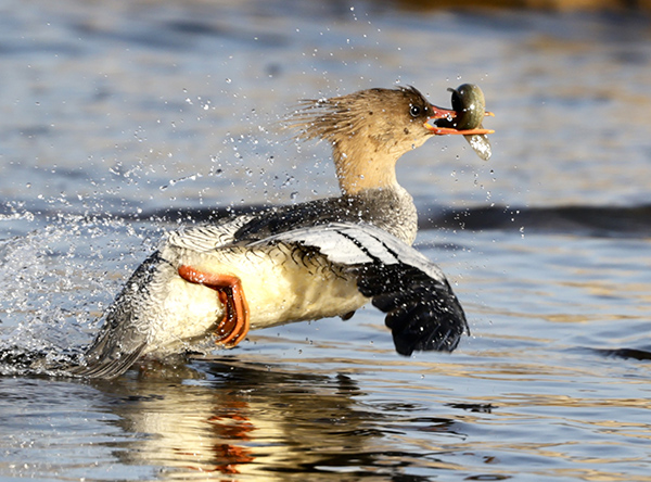 ����Ͽ¬���أ��л���ɳѼ�ġ�ˮ�ϰ��١�ʢ��