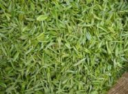 ��̶����ë���