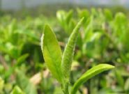 ��̶����ë���